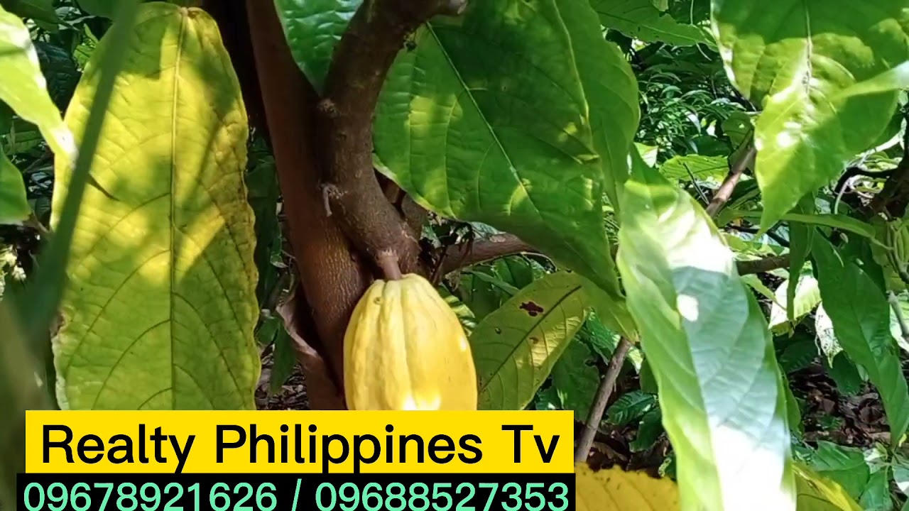 V#120  ANG DAMI NG PRUTAS  SURE NA MAY INCOME KA NA! KATAMTAMANG SUKAT  SA GUSTONG MAGKARON NG FARM