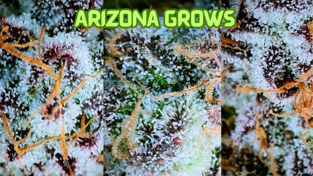 Day 60 Of Flower Almost Harvest Time
