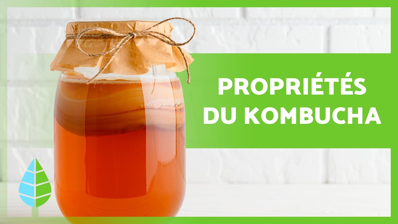 BIENFAITS du KOMBUCHA 🥃 (Propri&eacute;t&eacute;s, USAGE et comment faire du KOMBUCHA)