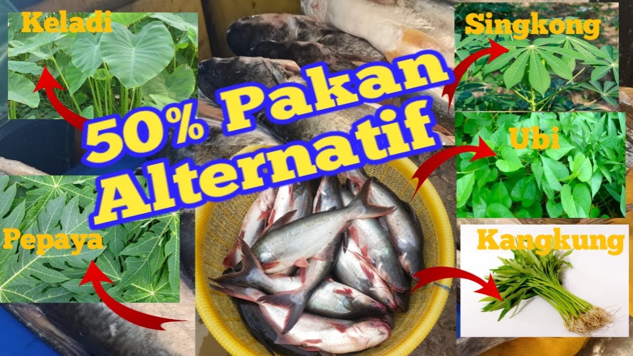 5 ALTERTNATIF PAKAN IKAN PATIN