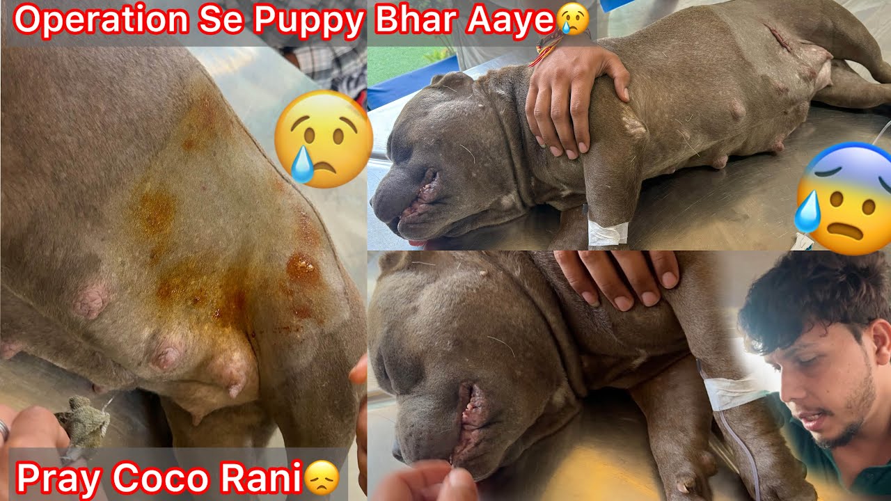Coco Ka Operation He Krvana Pda😢Operation Se Puppy Hua😞Pray Coco Rani 🙏🏻