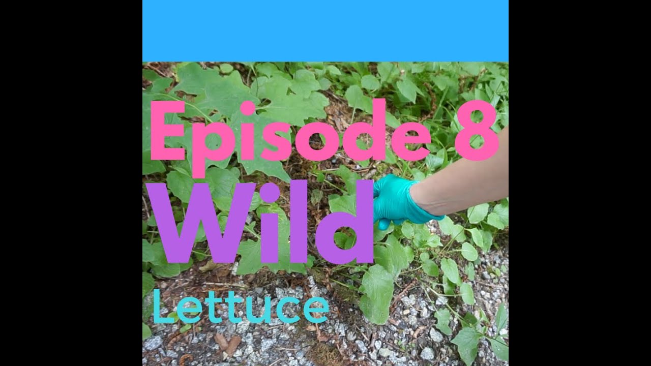 Episode 8: Wild Lettuce