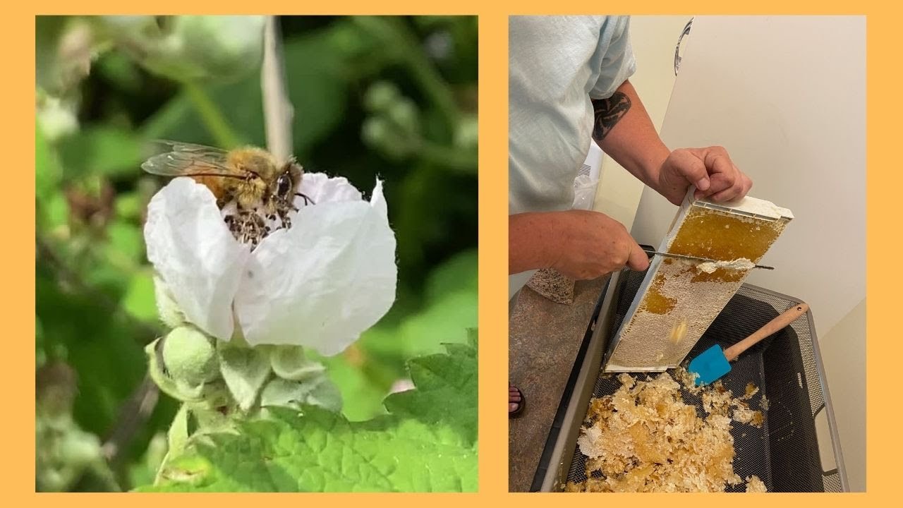 Honey Harvest 2022- first time harvesting honey