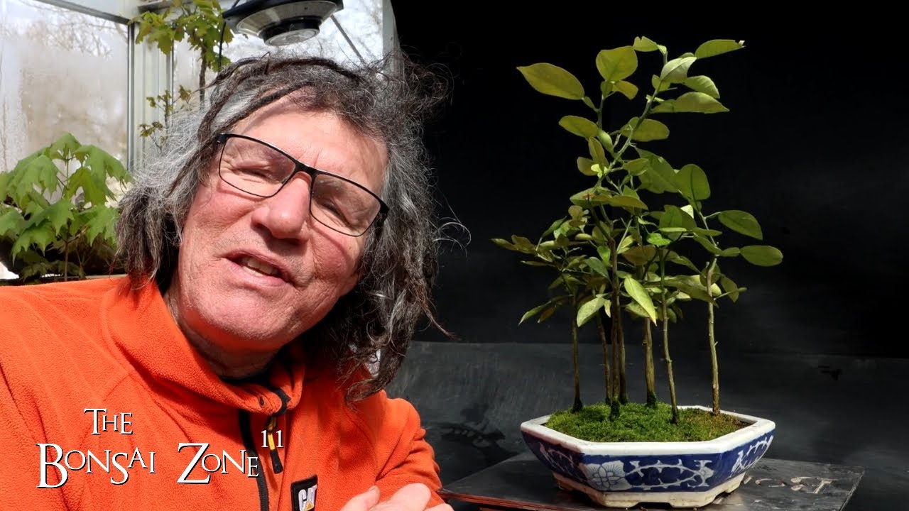Repotting My Pomelo Trees, The Bonsai Zone, March 2024