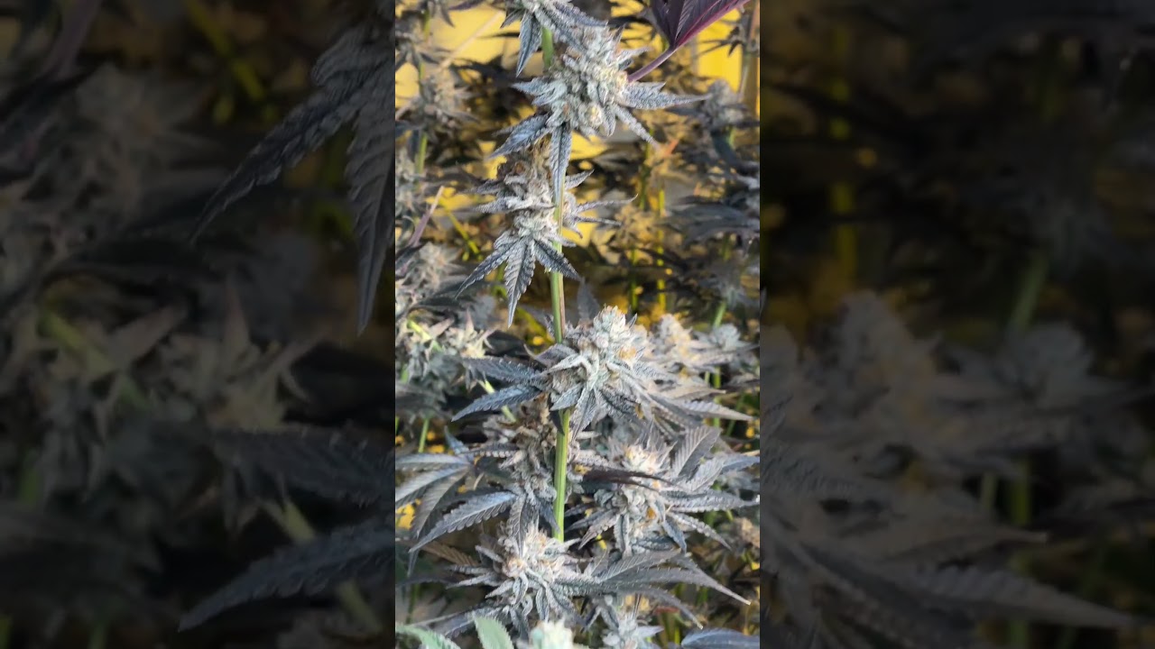 OKC and blunicorn homegrow