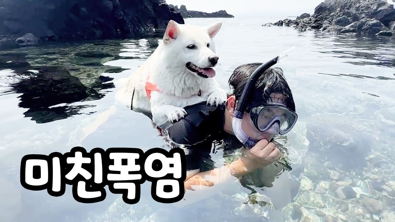 폭염에 남편이 미친것 같습니다! 너무 더워서 강아지 등에 태우고 수영하는 철부지 남편 ㅋㅋㅋ (로보락 Qrevo EdgeC)
