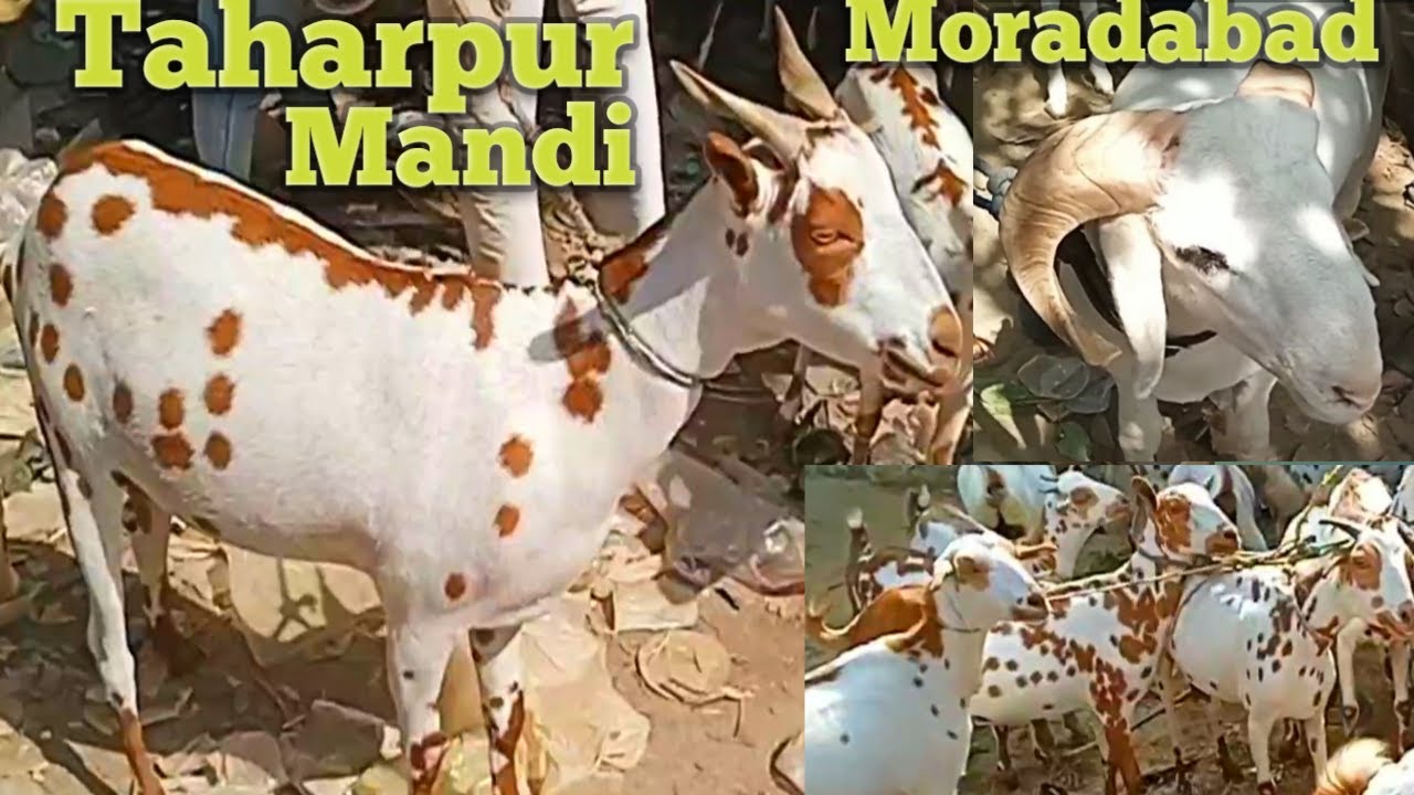 12 10 Taharpur Bakra Mandi 2023 Sirohi goat new video totapuri bakra barbari bakri jamunapari bakra