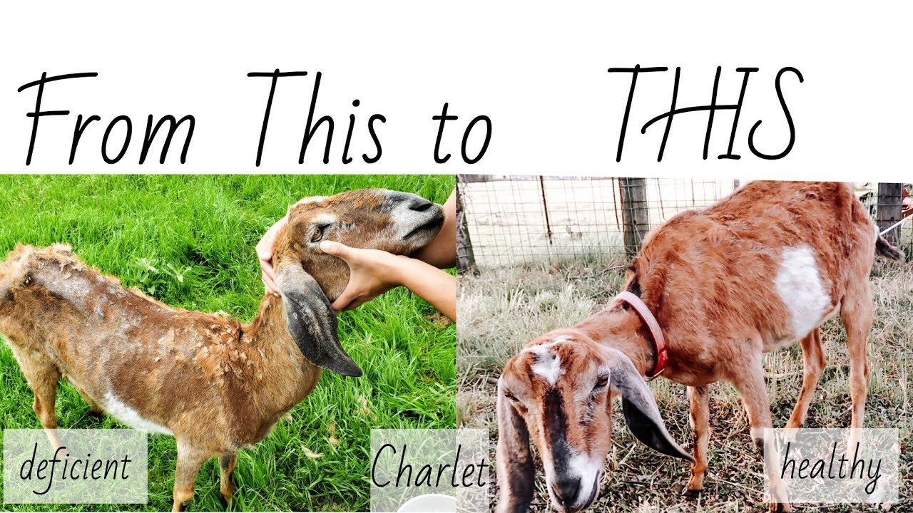 Update Zinc Deficient Goat / Selenium Deficient Goat / Goat Losing Fur / Goat Will Not Gain Weight