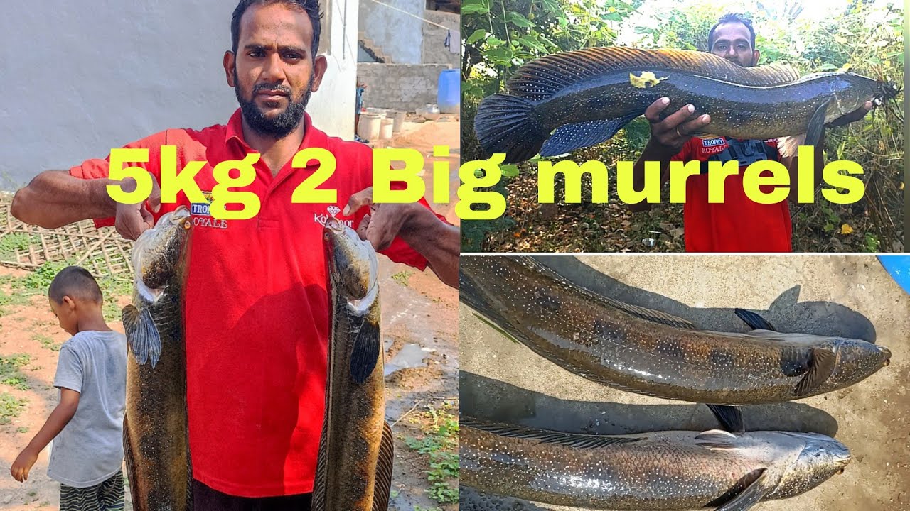 Biggest Snakehead fishing in Dam || Big murrel fish attacking best frog