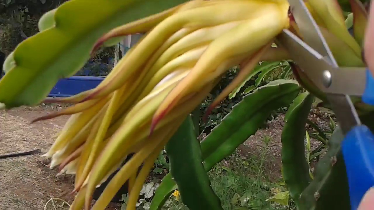 When and how to cut the dragon fruit drying flower off