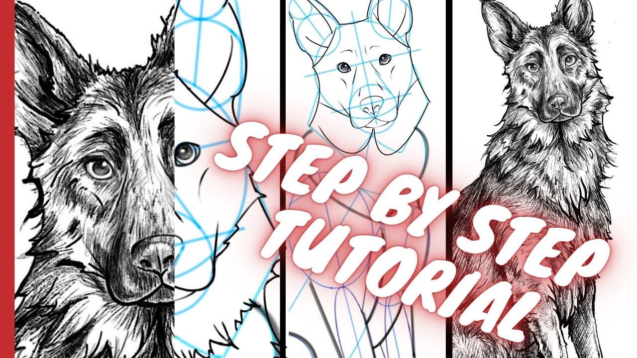 Einen Hund mit Bleistift zeichnen lernen Schritt für Schritt Tutorial - der Schäferhund - Anleitung