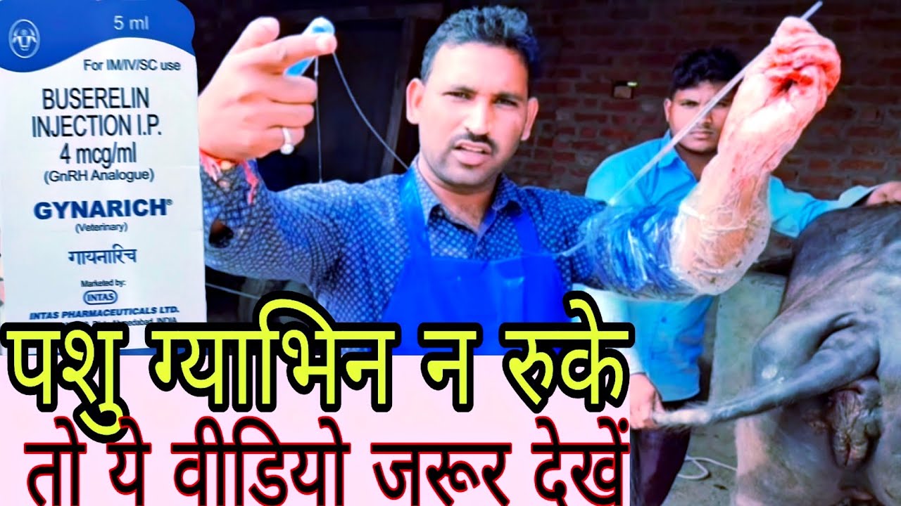 जिस किसान की पड़िया, कटिया ग्याभिन ना रुके (ठहरे) What is the best time of insemination in buffalo?