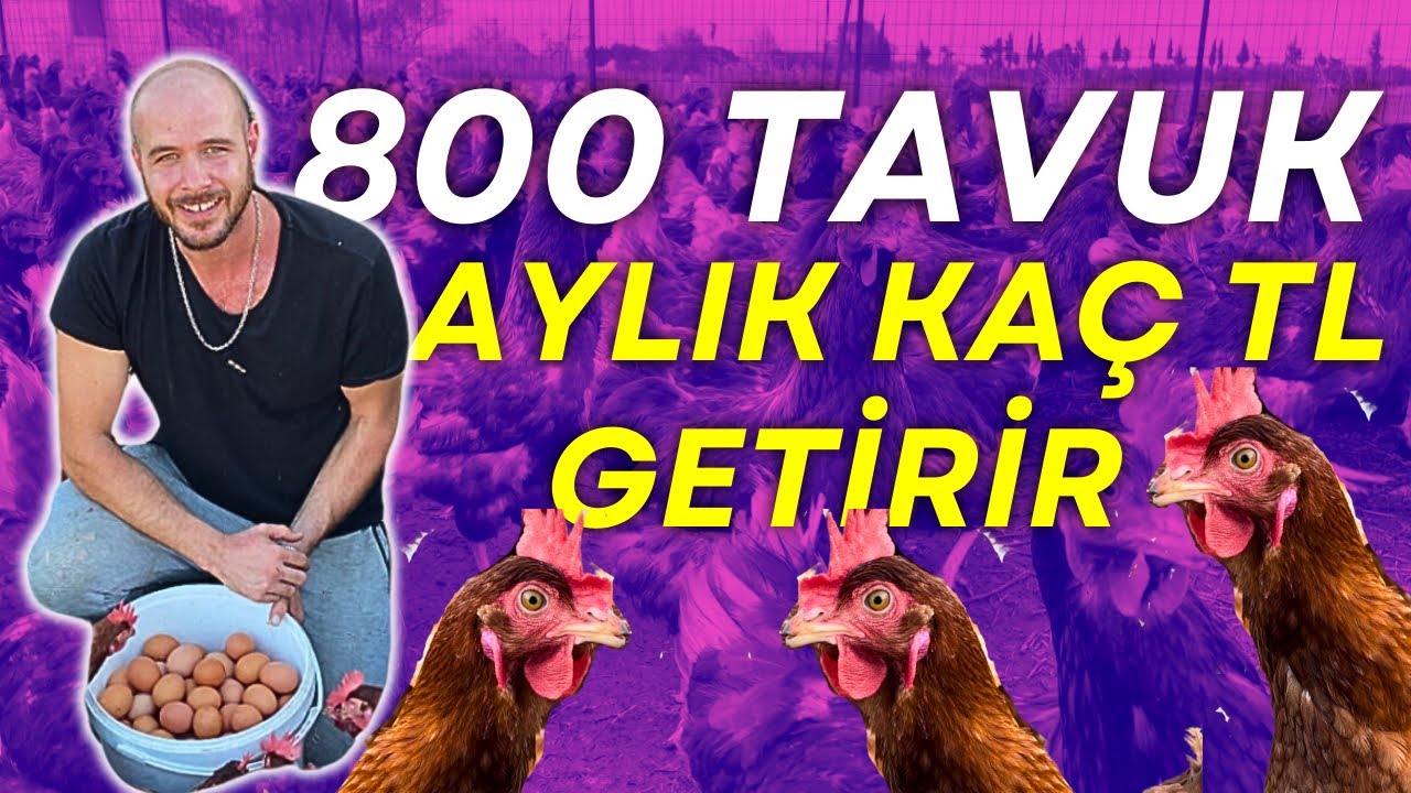 800 TAVUK AYDA KAÇ PARA KAZANDIRIR ? ~ GELİRİ YÜKSEK YUMURTA TAVUKÇULUĞU
