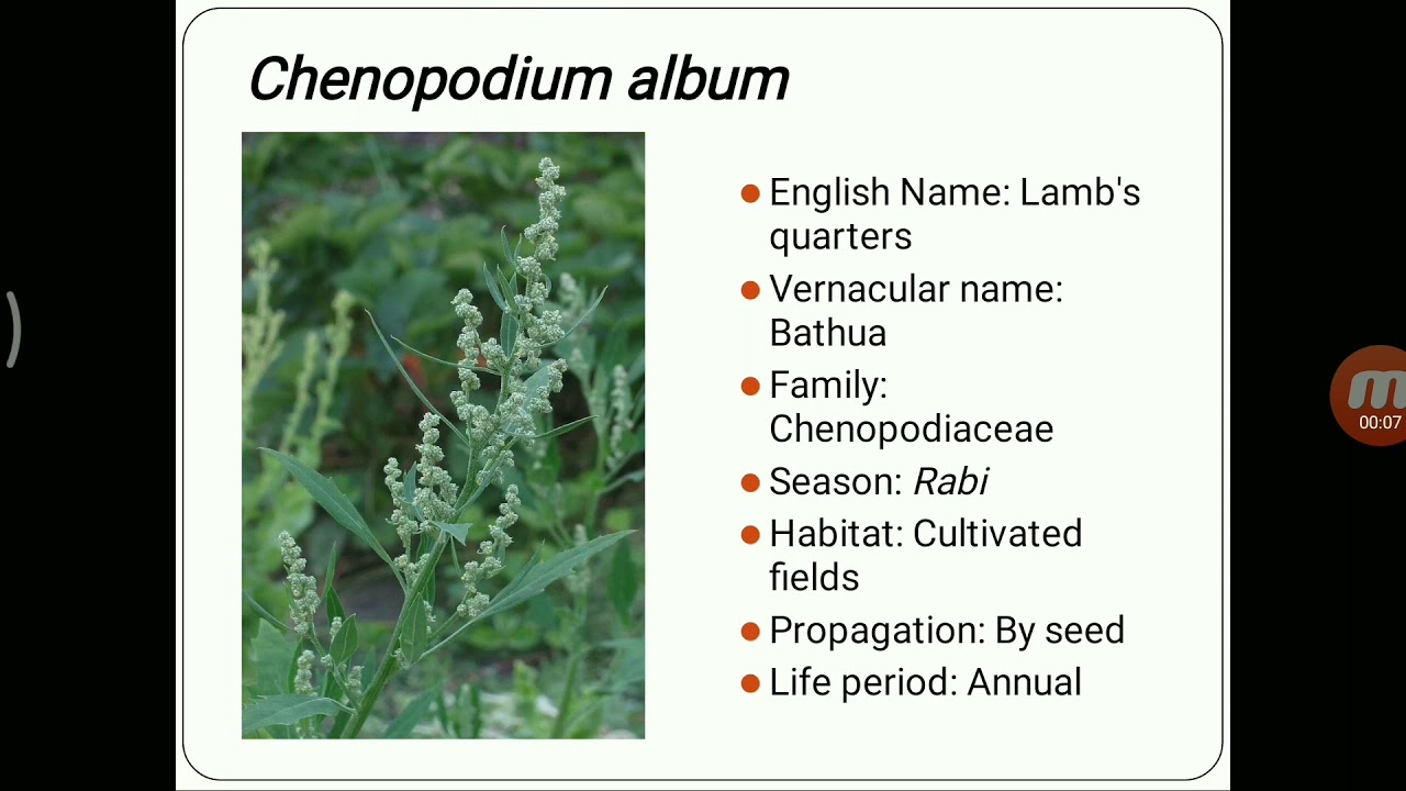 Weed identification.... 😊