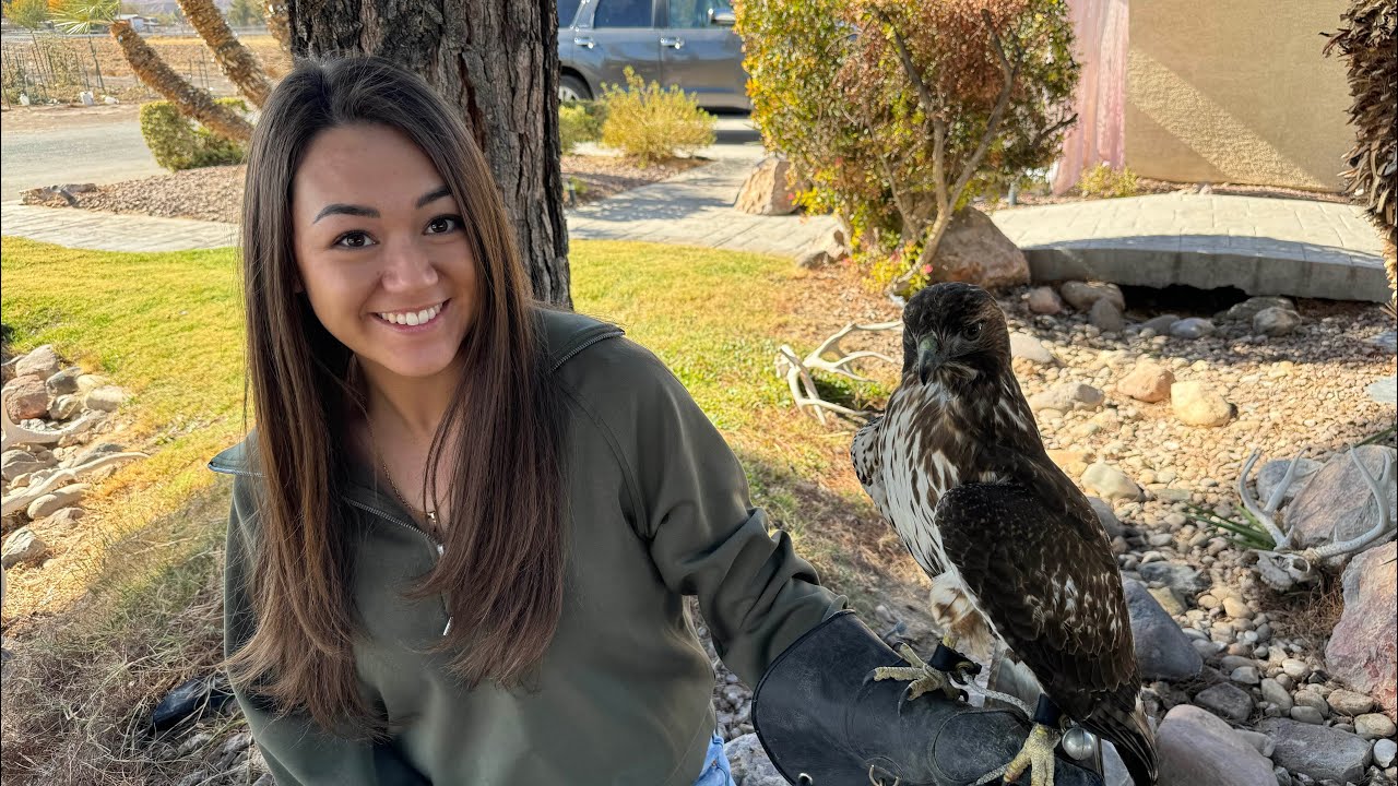 Hunting With a Red Tailed Hawk - FALCONRY