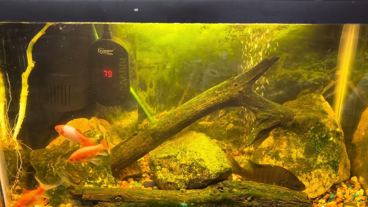Christian Bible study music to bluegills in an aquarium