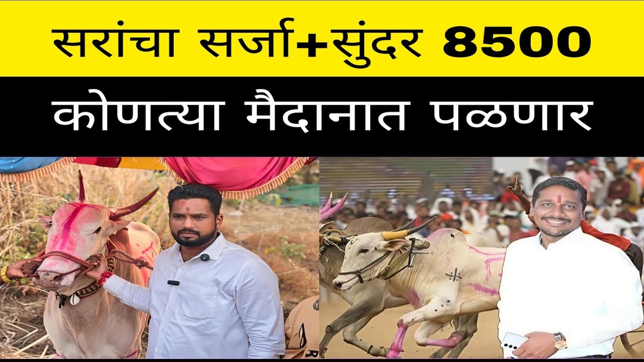  स्व.रणजीत निंबाळकर सरांची लाडकी जोडी सर्जा 8500 आणि सुंदर 1111 ही जोडी लवकरच एकत्र दिसणार ?