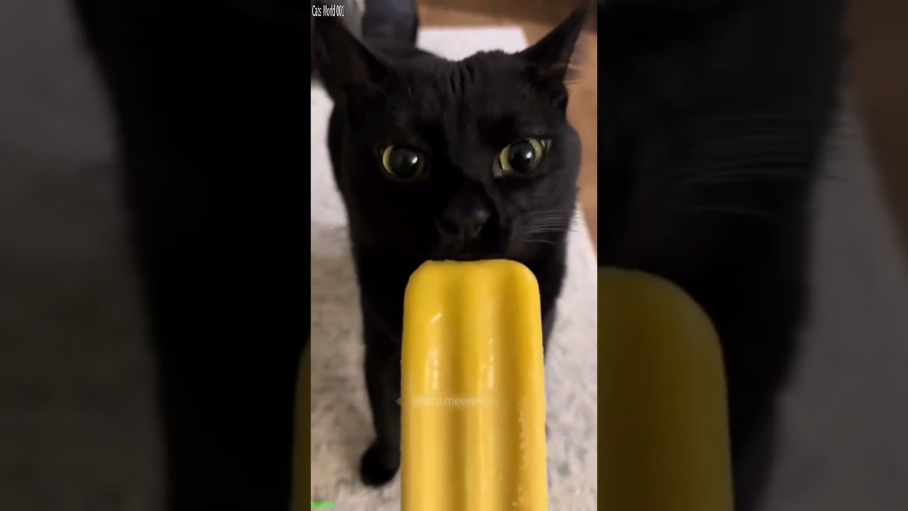 Видео с котами 🥰 #кот 🐕 #Эпизод 8766