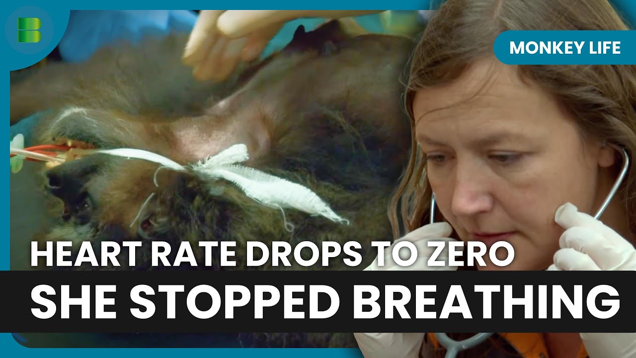 Gibbon Kitty Stops Breathing During Health Check | Monkey Life