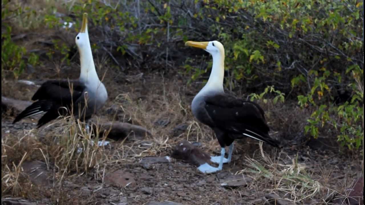 Galapagos Albatross Mating Dance