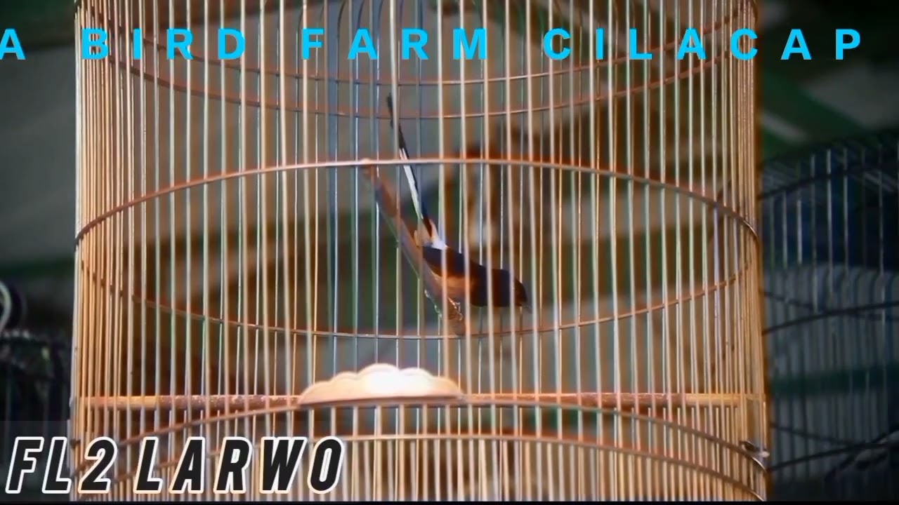 MURAI BATU FL2 LARWO GAYA ON TRENDING SUJUD - SUJUD LA BIRD FARM CILACAP