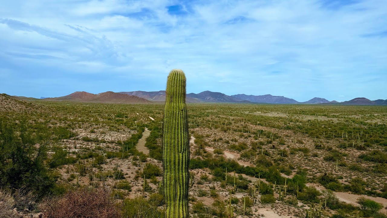 Arizona desert 🏜️ 2/11/26
