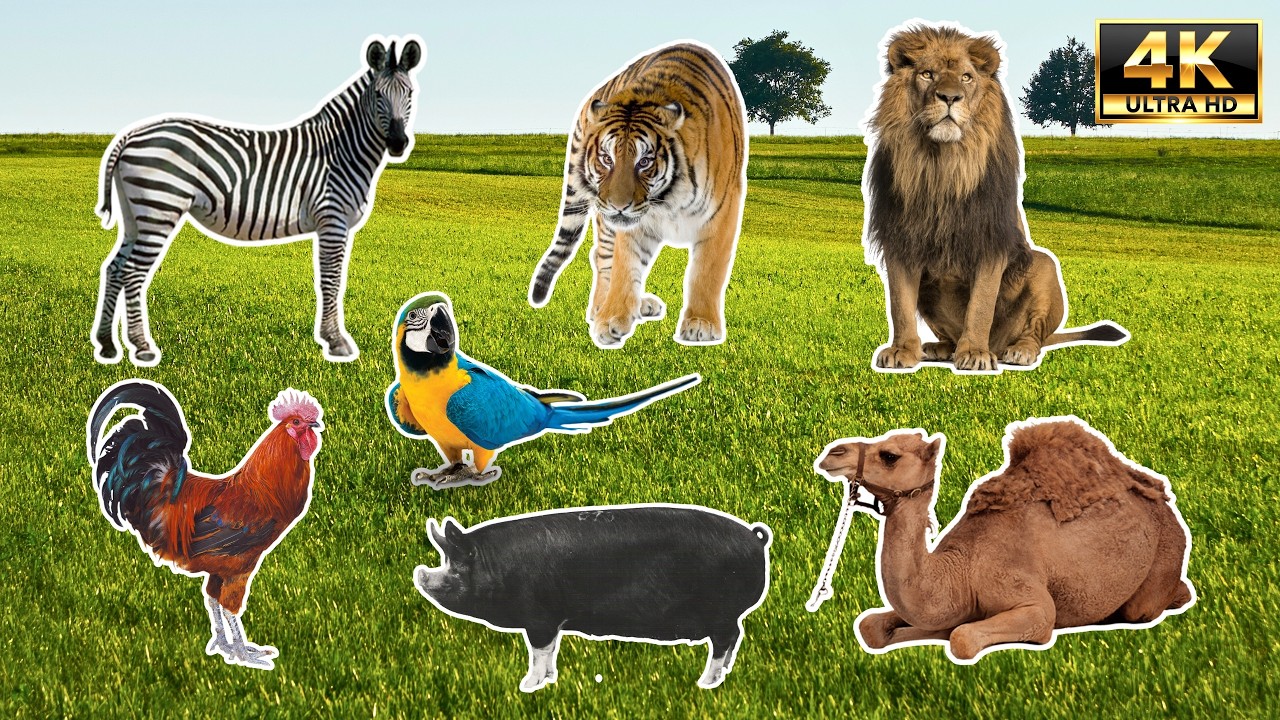 100 Animal Sounds Masterclass 🦁🐱🦓 | Learn Names in 4K UHD