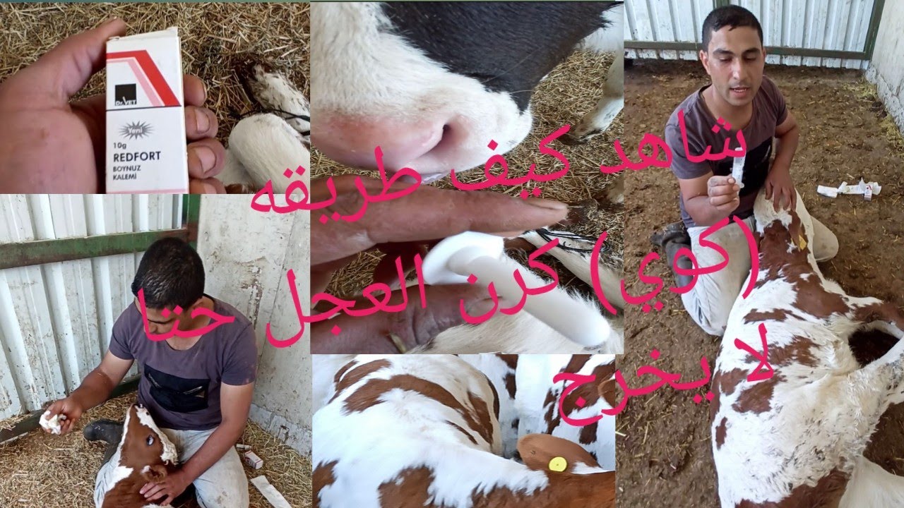 شاهد كيف تكوي قرن العجله حتى لا تنمو  وعندما تكبر تصبح قرعه وجميله