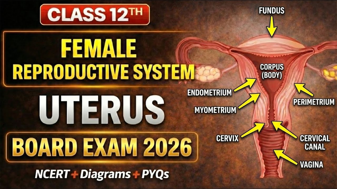 Uterus | Female Reproductive System | Class 12 Biology