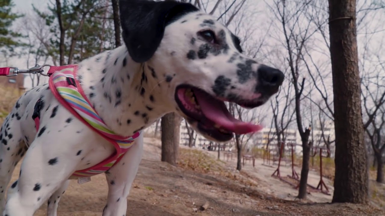 Colde 콜드 - Your Dog Loves You Feat  Crush (Türkçe Altyazılı)