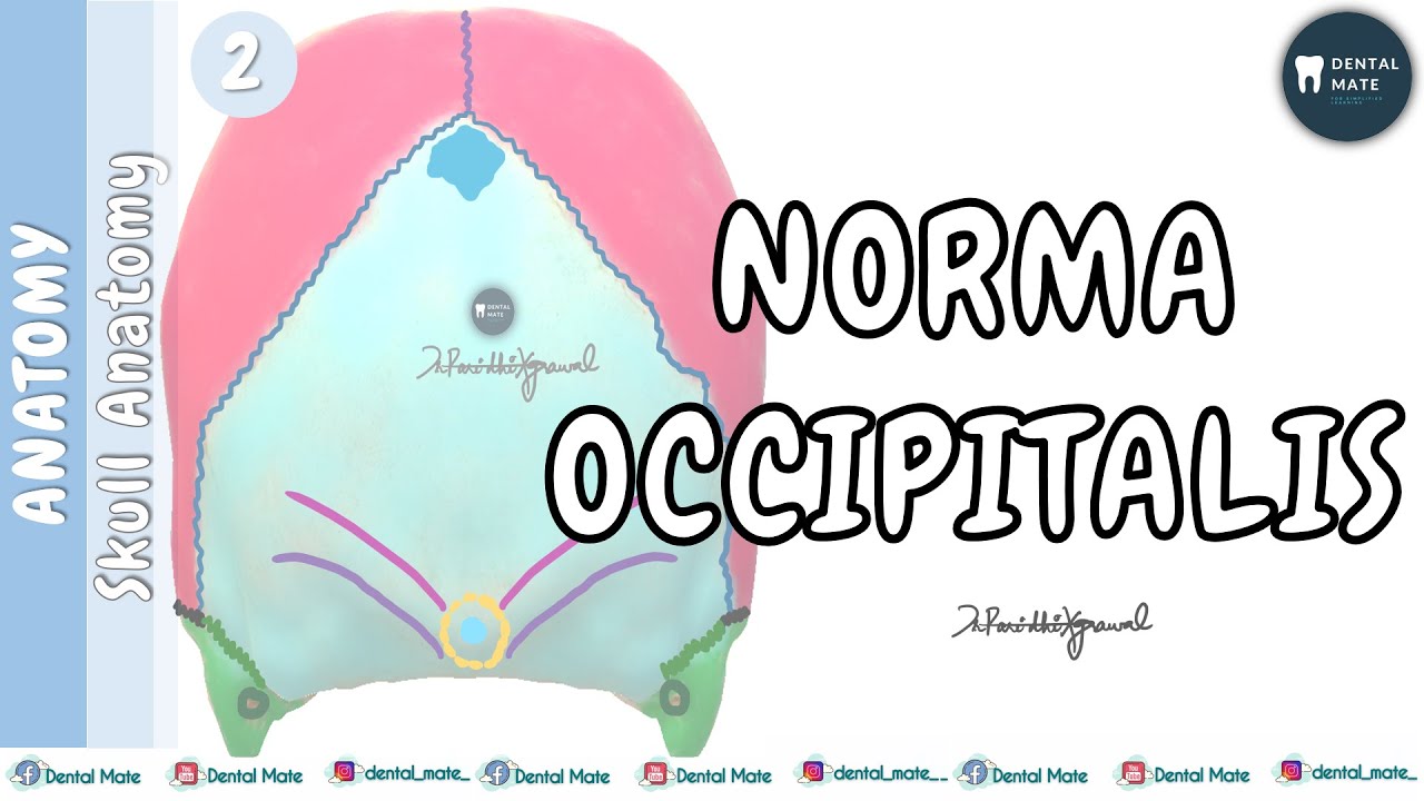 Norma Occipitalis | Bones of Skull | Skull Anatomy | Dr Paridhi Agrawal