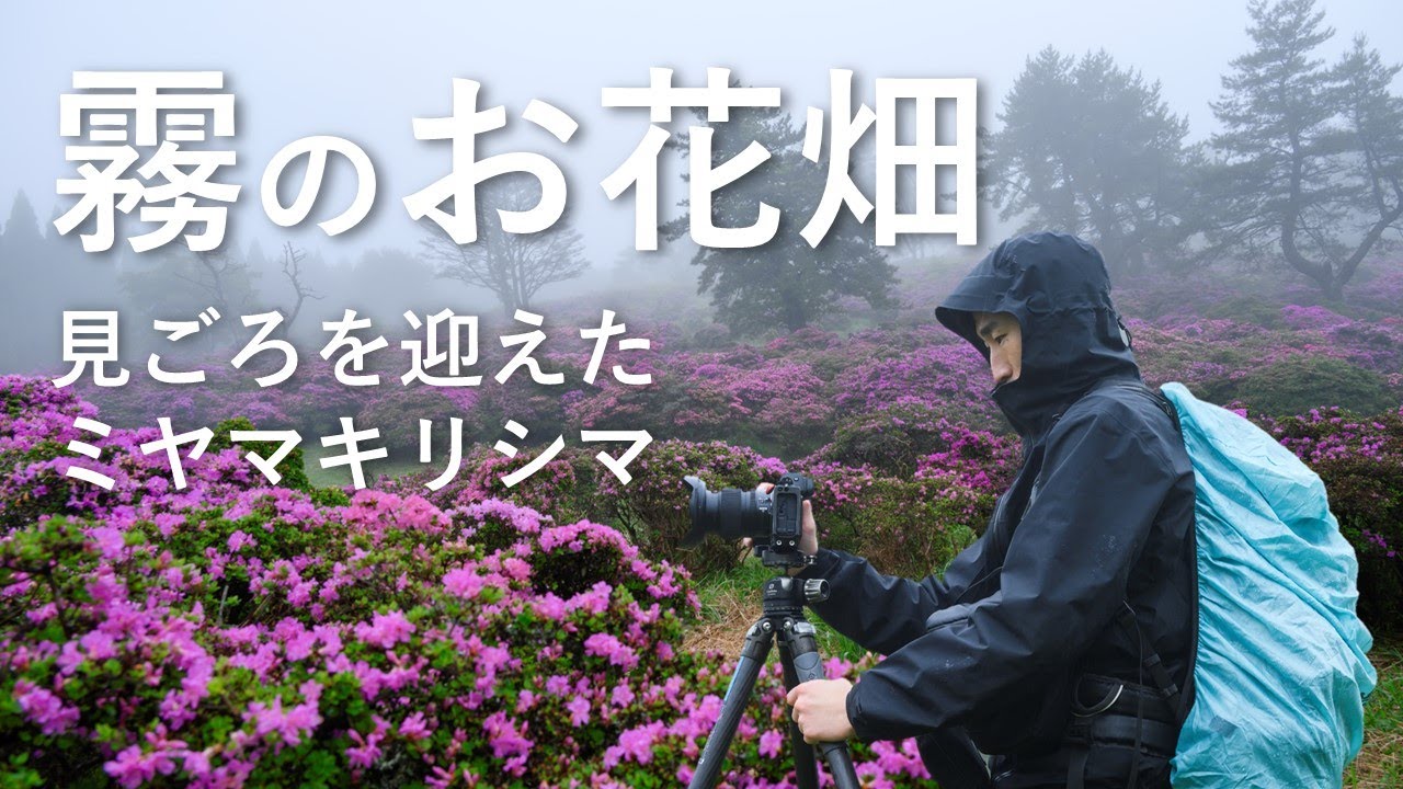 【風景写真】霧のお花畑 ー 静寂の中に咲くミヤマキリシマの群生地を訪ねて ｜Nikon Z