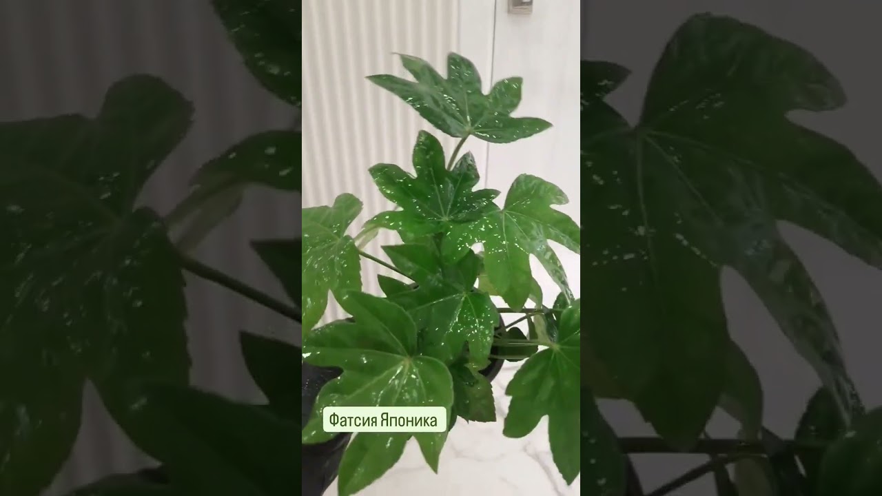 Фатсия Японская/ Японика - неприхотливая, объёмная и быстрорастущая #цветыдлядома #фатсия #нино