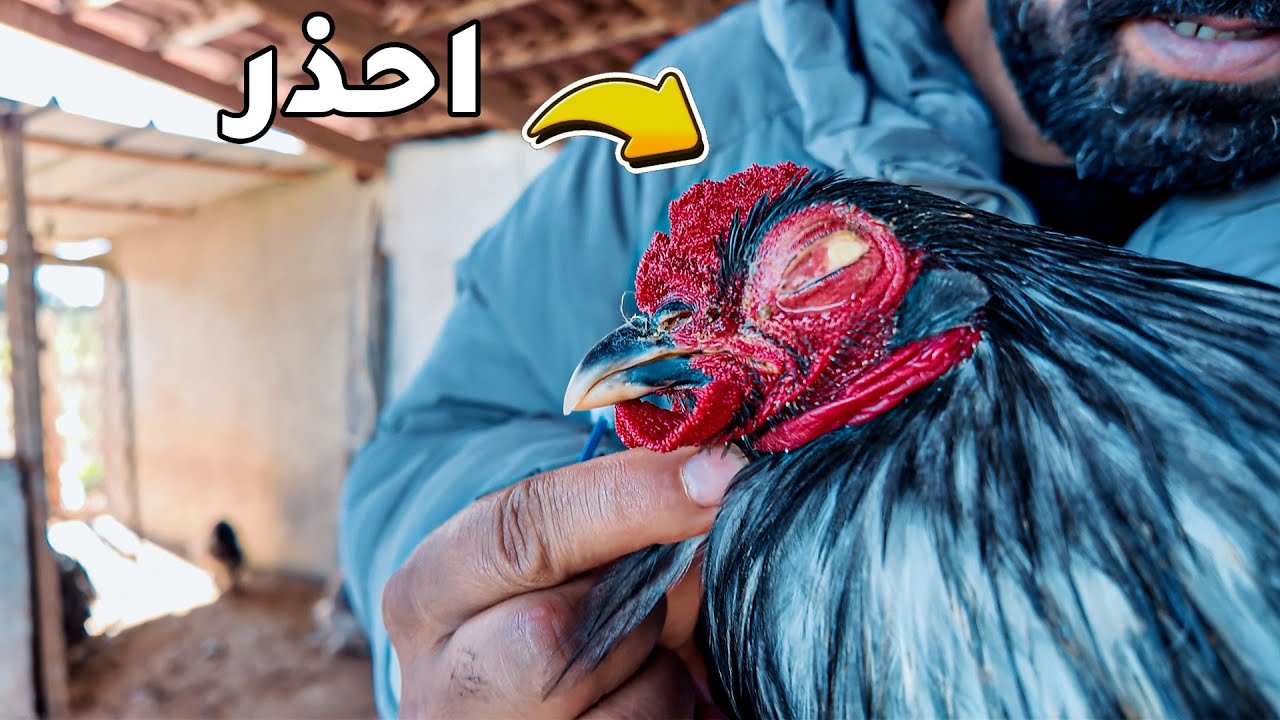 أمسكت الدجاجة وصدمني ما وجدته في عينها!
