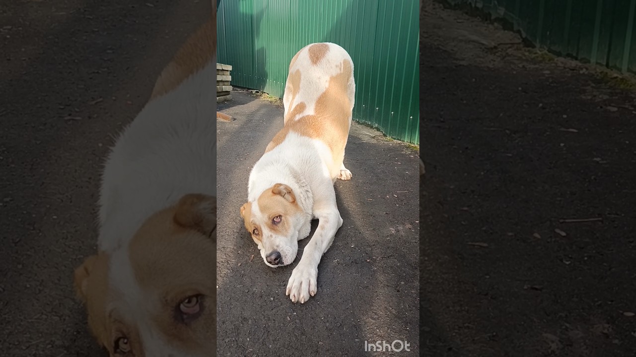 Алабай Айна отдала поклон 🐶