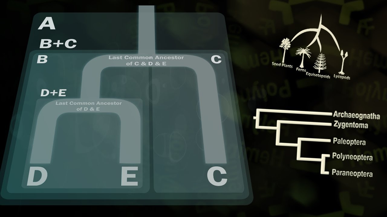 How to Read a Phylogenetic Tree (with JG Science)