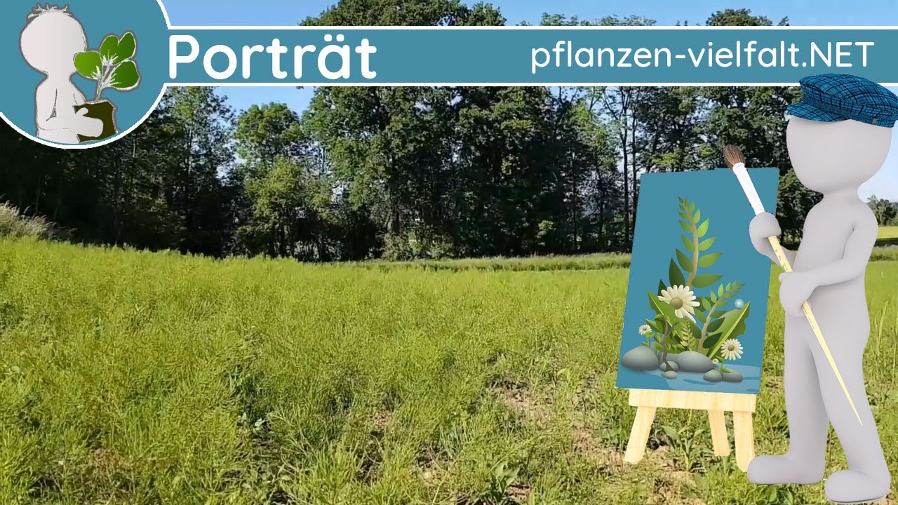 🖼️ Porträt 063 - Acker Schachtelhalm (Equisetum arvense) - Wildpflanzen-Steckbrief (Ess-/Nutzbar)