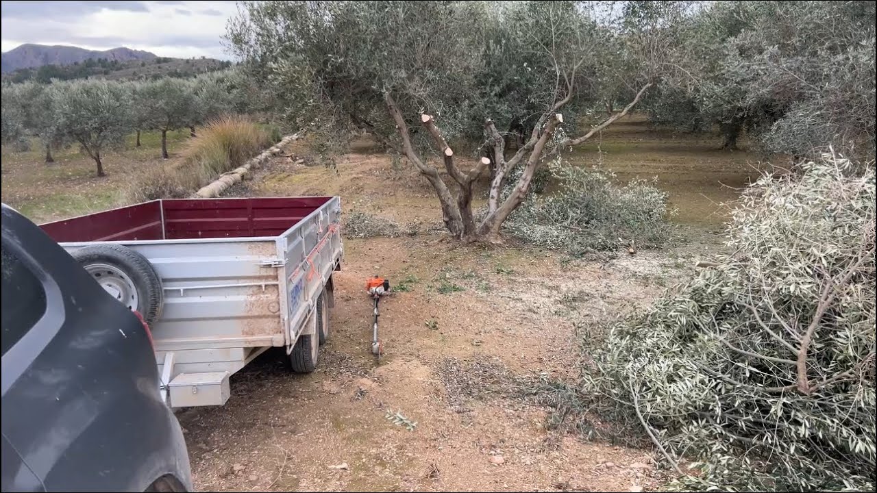 Dejando las oliveras de una pata.