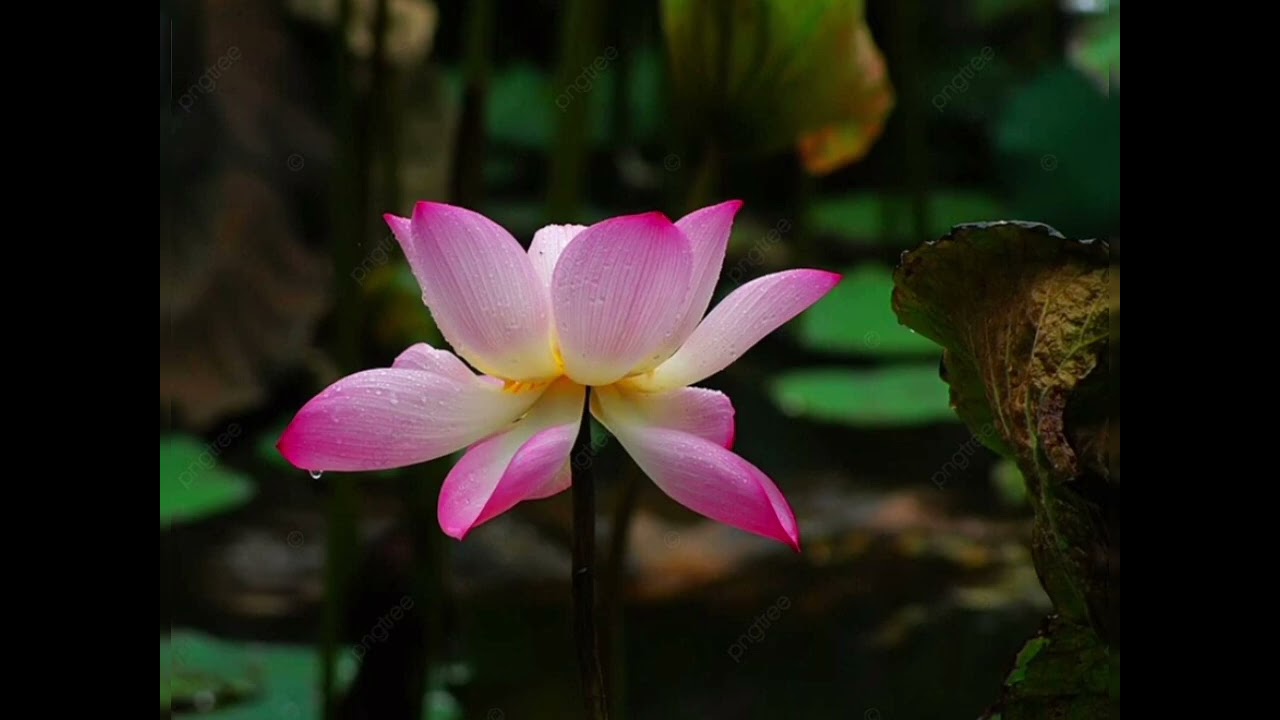 Cận tử nghiệp và Hương linh