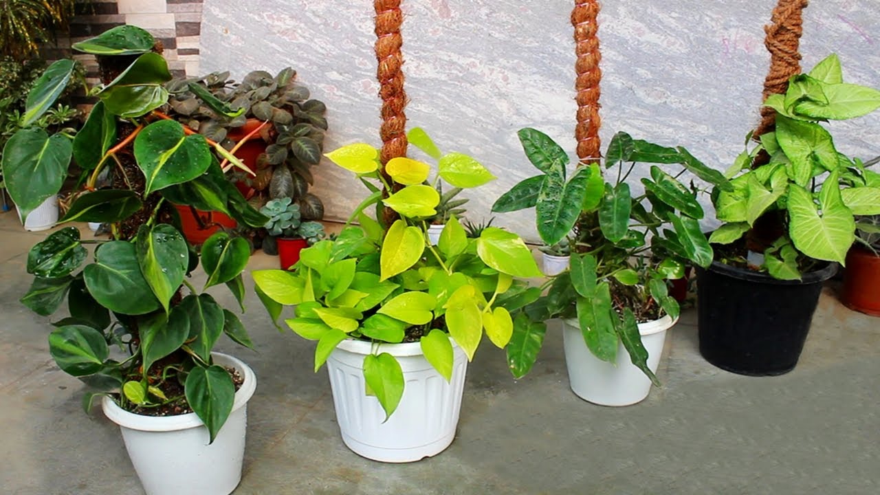 9 PERFECT Indoor Plants for MOSS Stick!