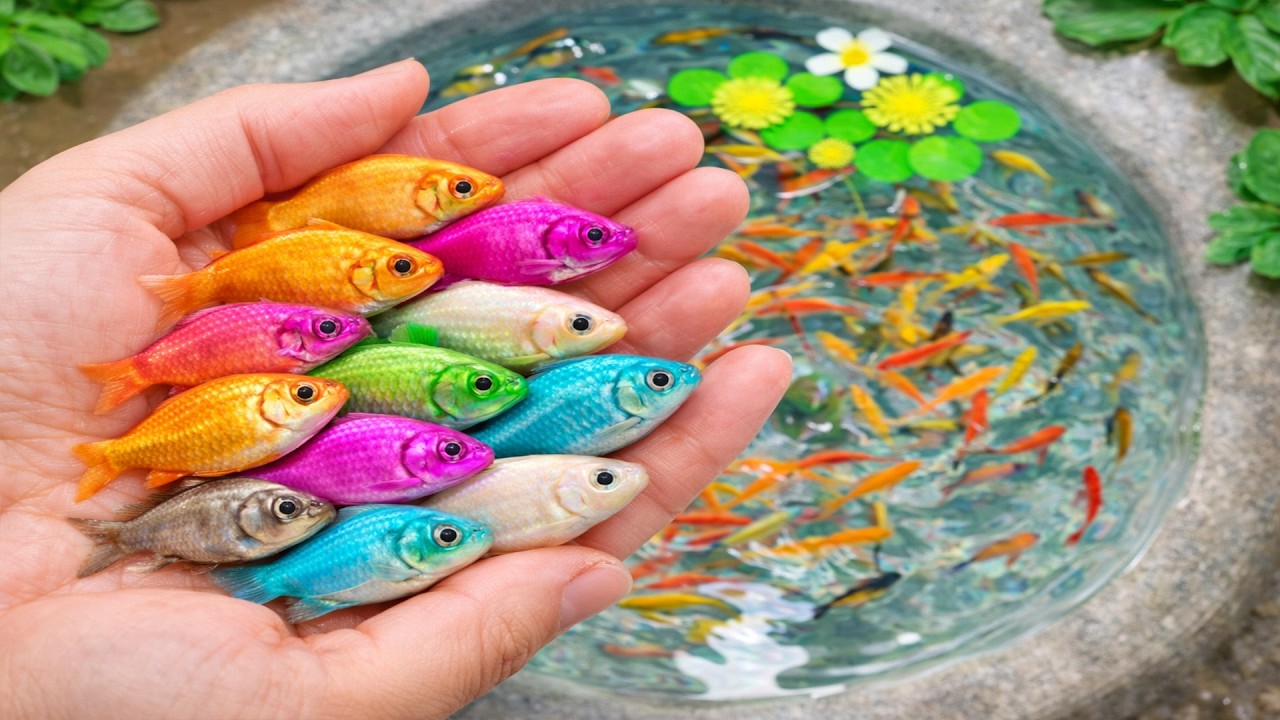 Amazing Catching Catfish, Baby Arowana, Perch, Koi, Guppies, Ornamental Fish, Frogs  Fishing Videos