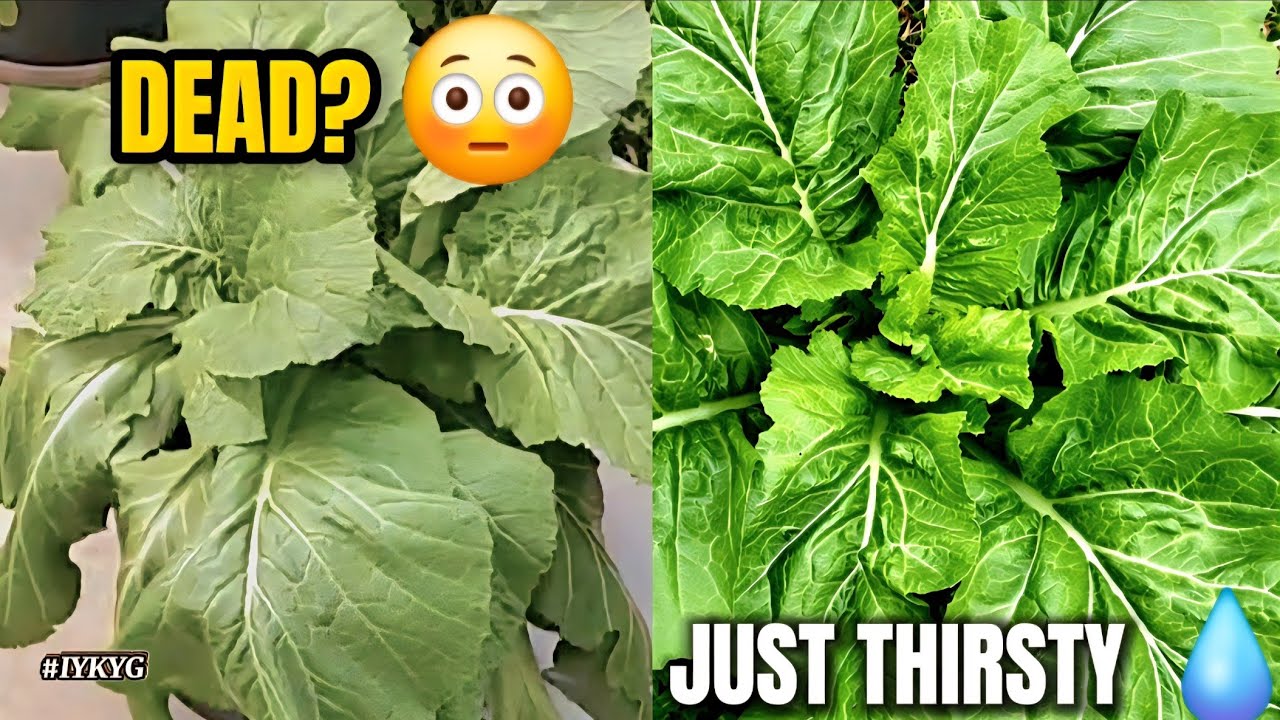 They Looked Dead… But Were Just Thirsty 🌿