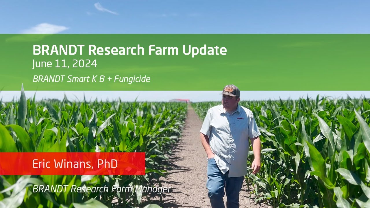 Importance of Boron & Potassium in Corn Production
