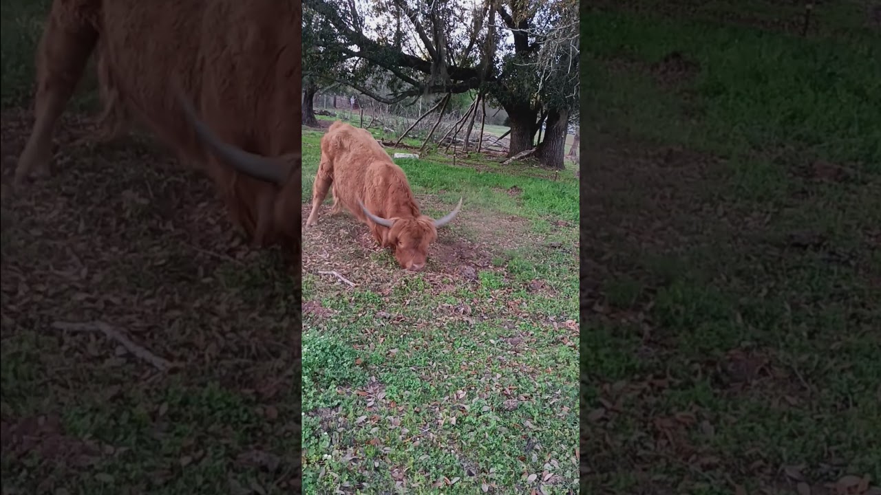 bulldozer #highlandercows #highlandcattleinflorida #scottishhighlandcows