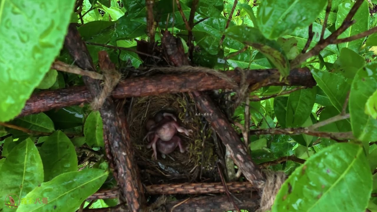 The cuckoo is a strong climber. The chick nearly got pushed out, saved by double railings小鸟差点被杜鹃鸟推出去