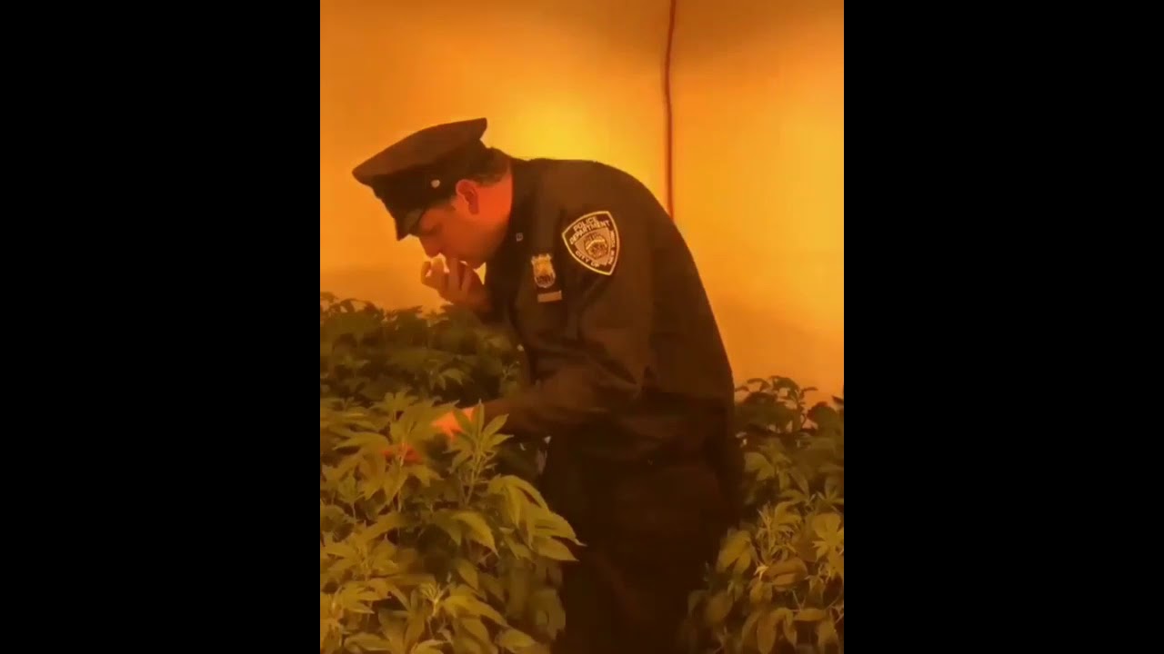 Cop dances to boonk walk while smoking weed