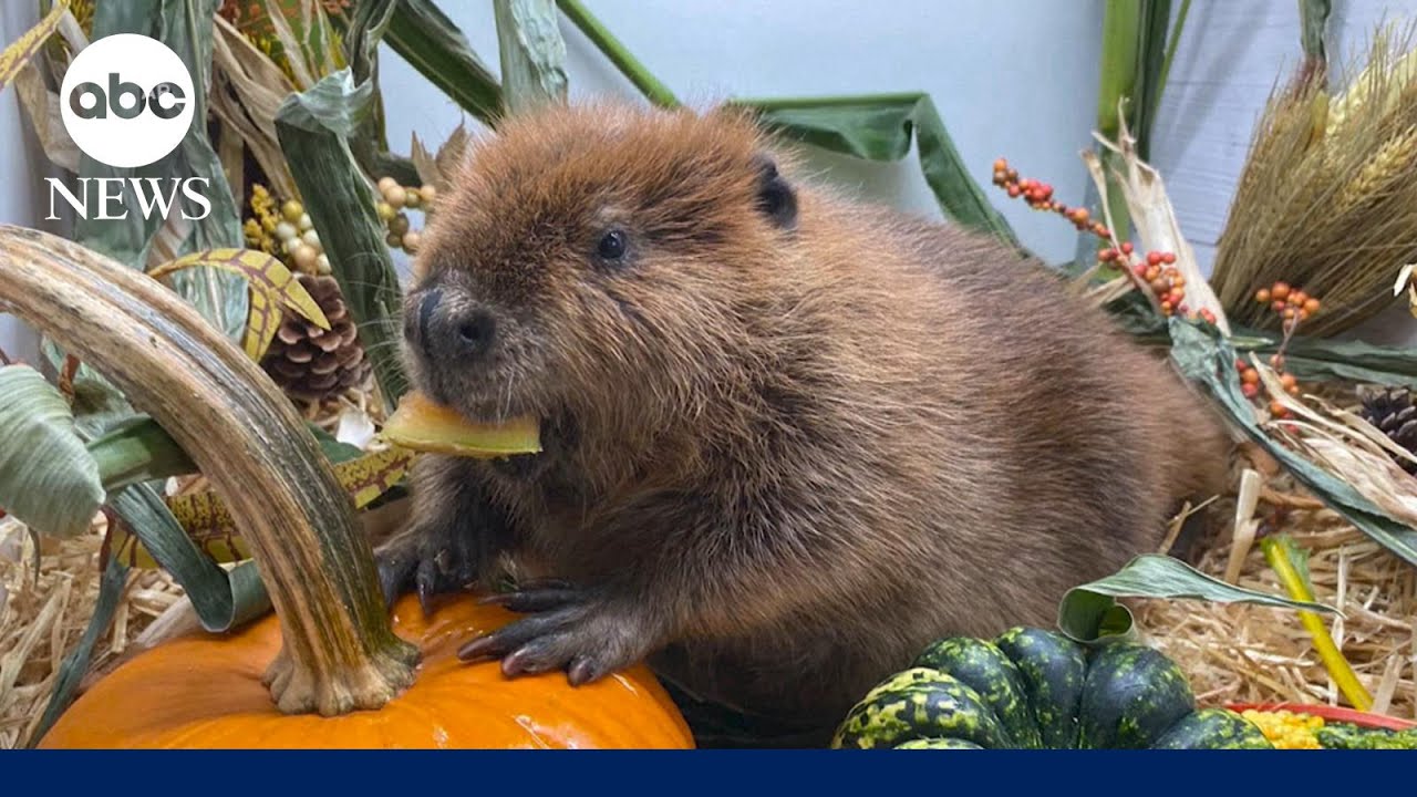 Court to decide fate of an orphaned beaver named Nibi