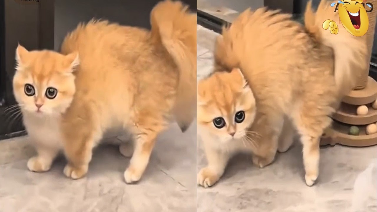 Semakin Marah Semakin Lucu! ta terima di tunjuk kucing Marah sampai bulu kuduk Berdiri/kompilasi