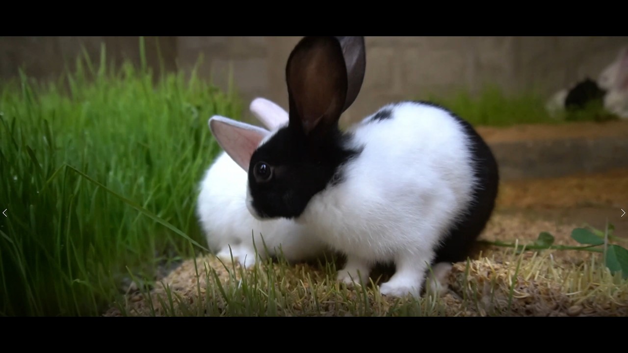 Moosa Farm Day #9: White Rabbit Ka Special Update | 18 Feb 2026