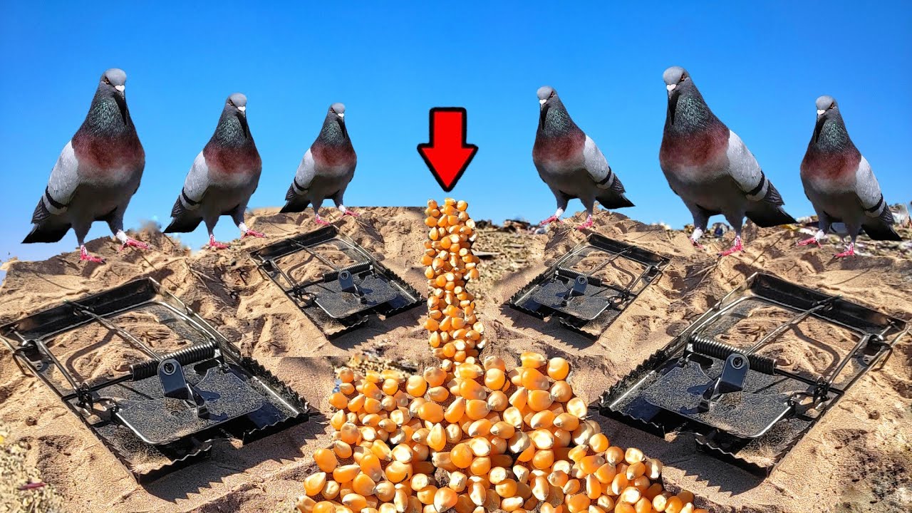 رحلة صيد الحمام 🕊️بفخاخ الفئران التقليدية 😱